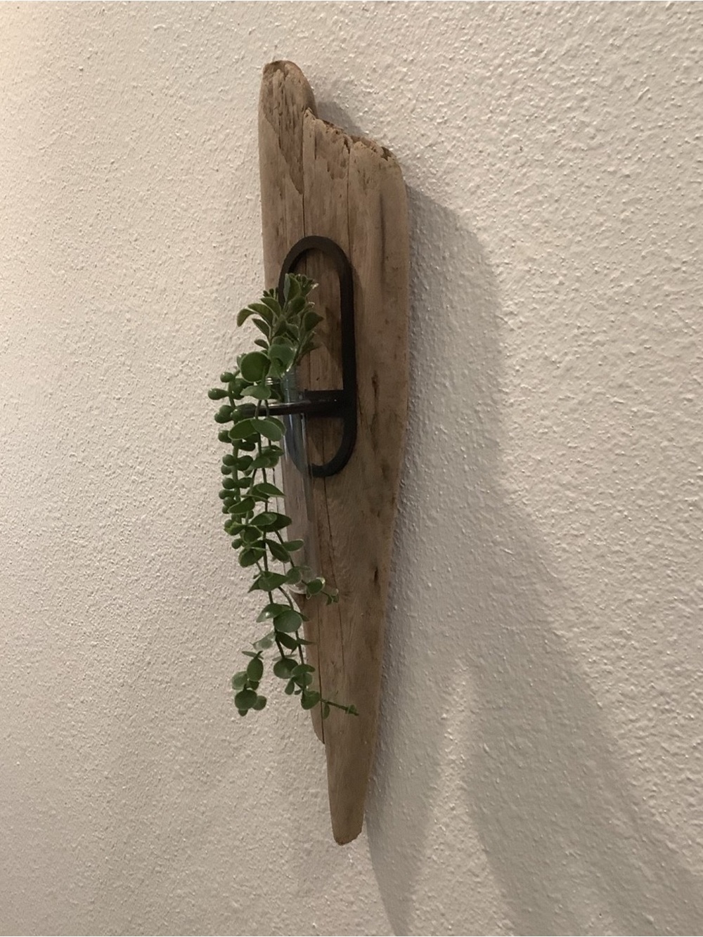 Driftwood Art , Driftwood Hanging Plant Plaque, Driftwood Coastal Art - Picture 4 of 8